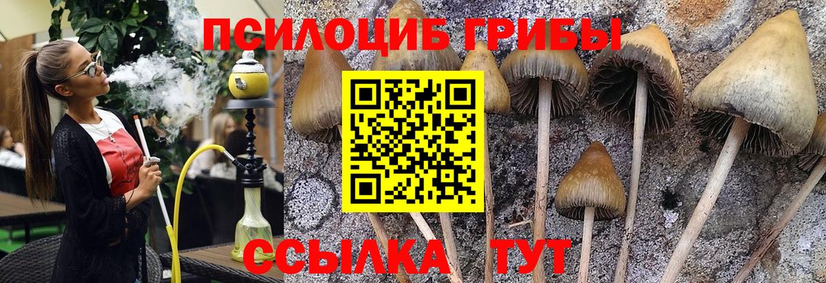 Десногорск  Псилоцибиновые грибы Psilocybe  Вход с VPN 